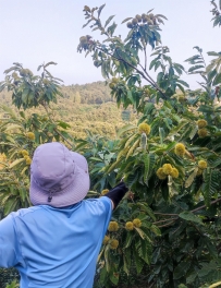 2025-09-14 | 麻城打板栗休闲徒步一日行